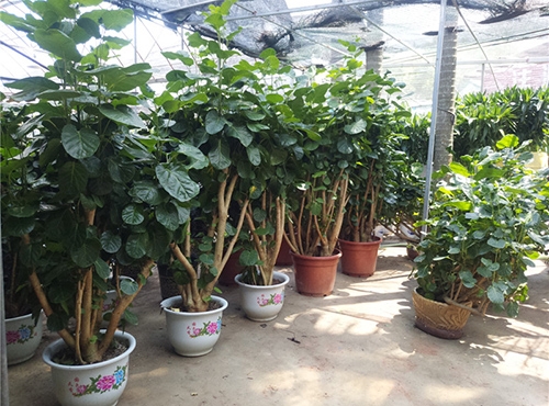 微景觀是什么？微景觀植物有哪些？